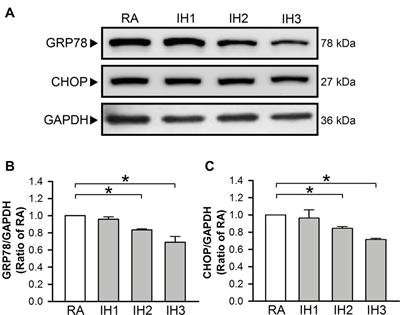 Intermittent Hypoxia Induces Autophagy to Protect Cardiomyocytes From Endoplasmic Reticulum Stress and Apoptosis